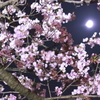 月と桜と被写体ぶれ・・orz
