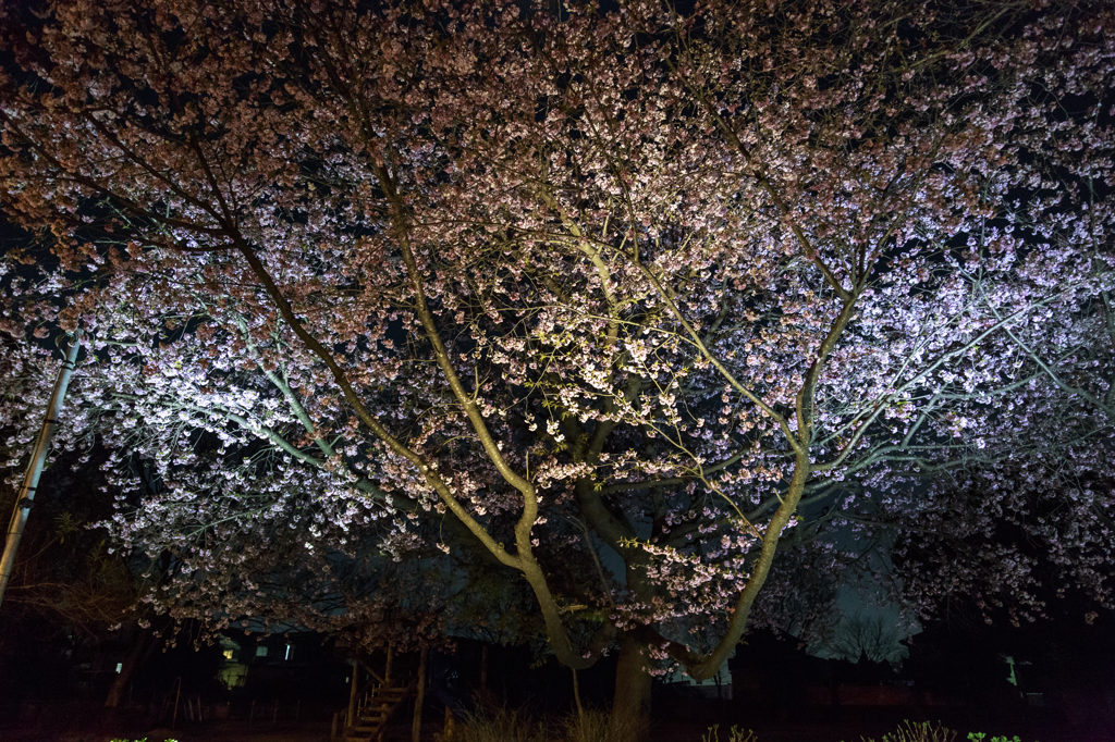 桜の樹の下には・・