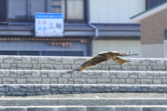 お、来た来た・・