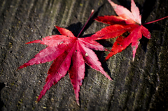 落ちてなお