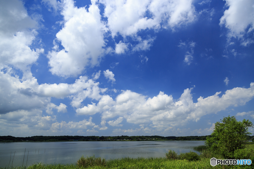 印旛沼　夏