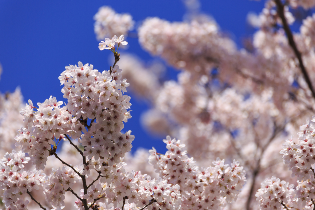 花満開　３
