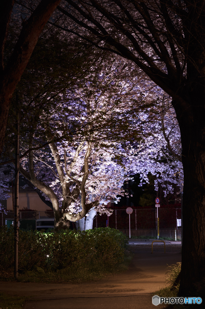 夜桜４