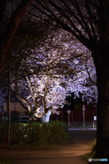 夜桜４