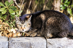 公園の猫　３