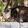 公園の猫　３