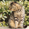 公園の猫　２