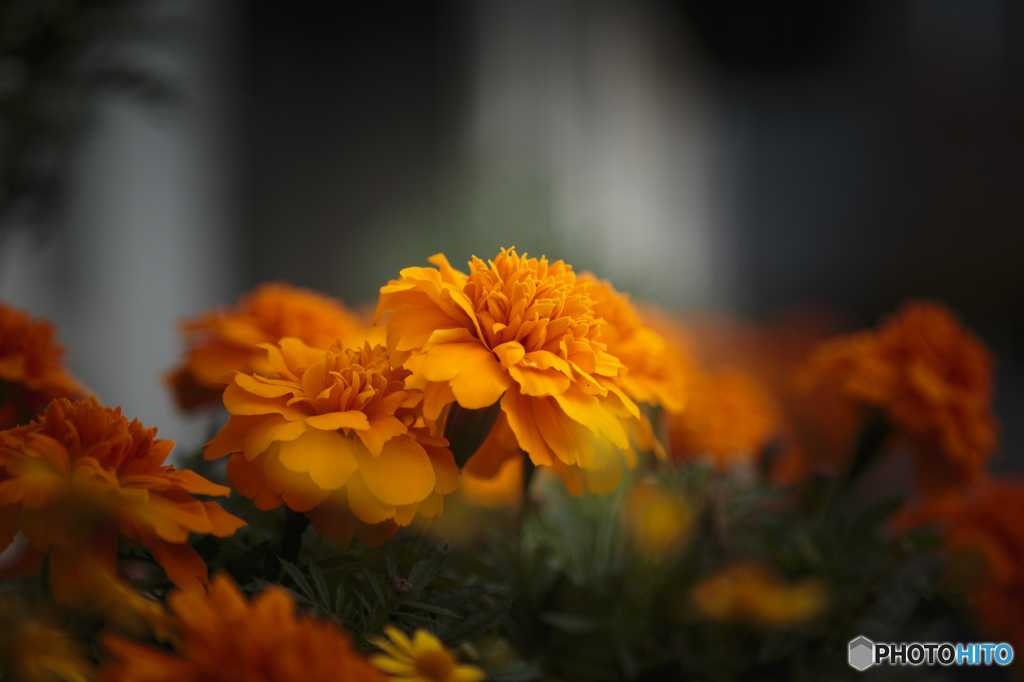 職場の花１