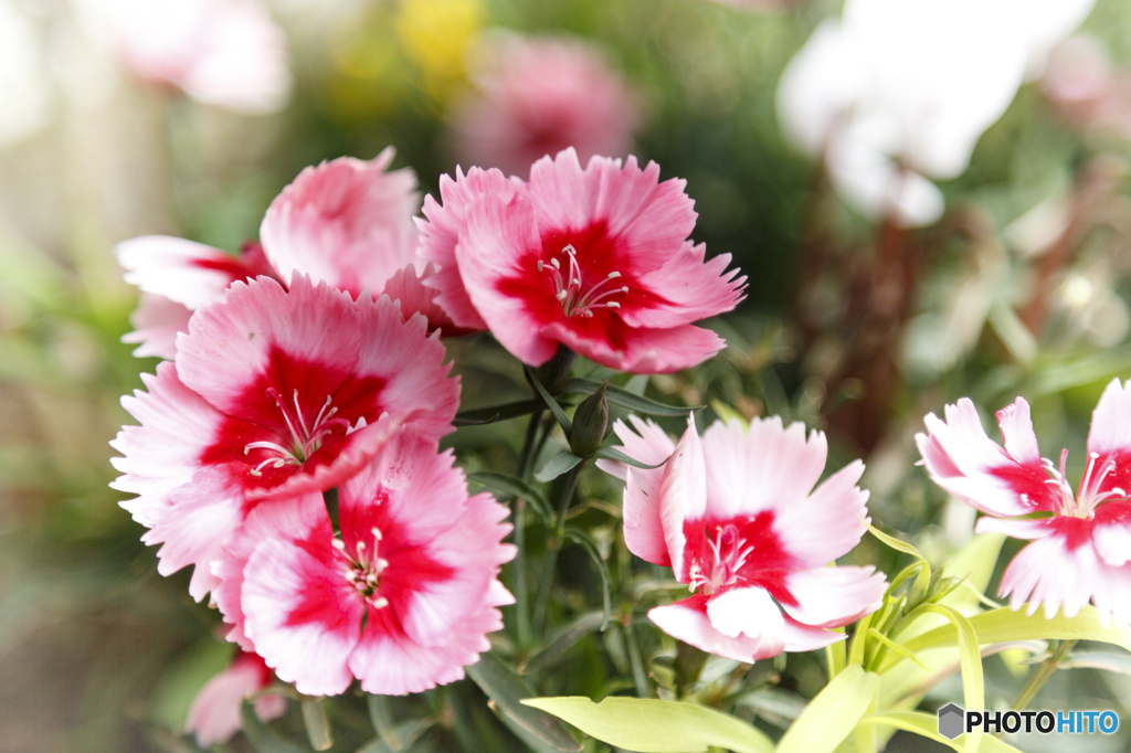 職場の花２