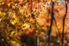 鎌倉最後の紅葉