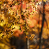 鎌倉最後の紅葉