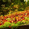 屋根苔