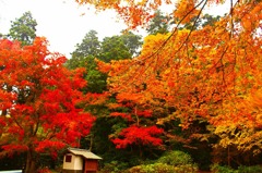 三色紅葉
