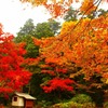 三色紅葉