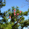 桜・京都御苑(2015) #1