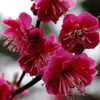 京都御苑にて(2015) #7