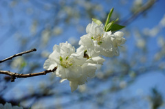 桜・京都御苑(2015) #3