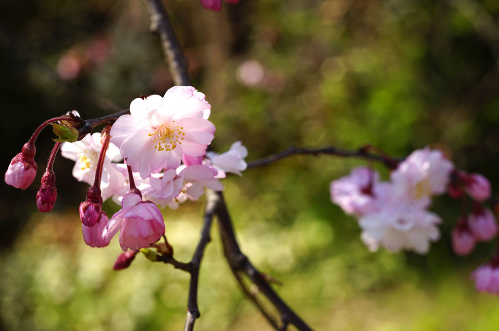 桜・鴨川(2015) #1