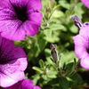 at Kyoto Botanical Garden(2015) #15