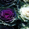 at Kyoto Botanical Garden(2015) #34
