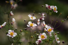 at Kyoto Botanical Garden(2015) #25