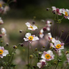 at Kyoto Botanical Garden(2015) #25