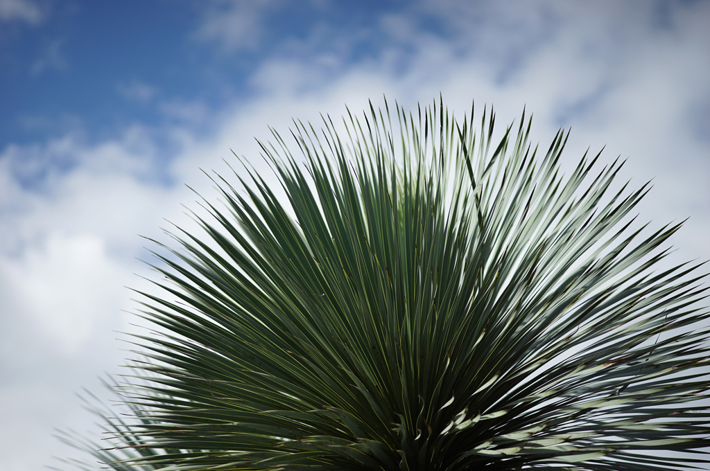 at Kyoto Botanical Garden(2015) #24