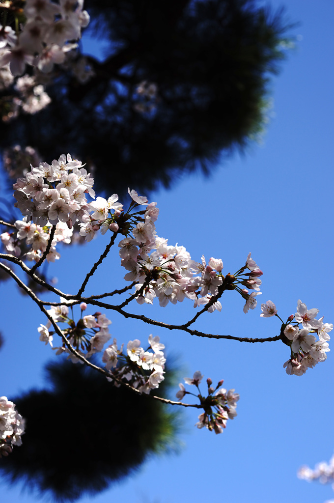 桜(2015) #9