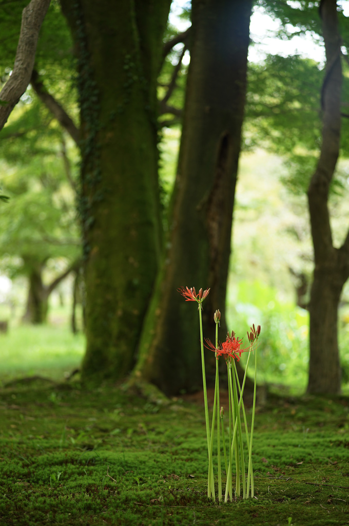 at Kyoto Botanical Garden(2015) #26