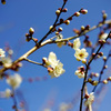 京都御苑にて(2015) #4