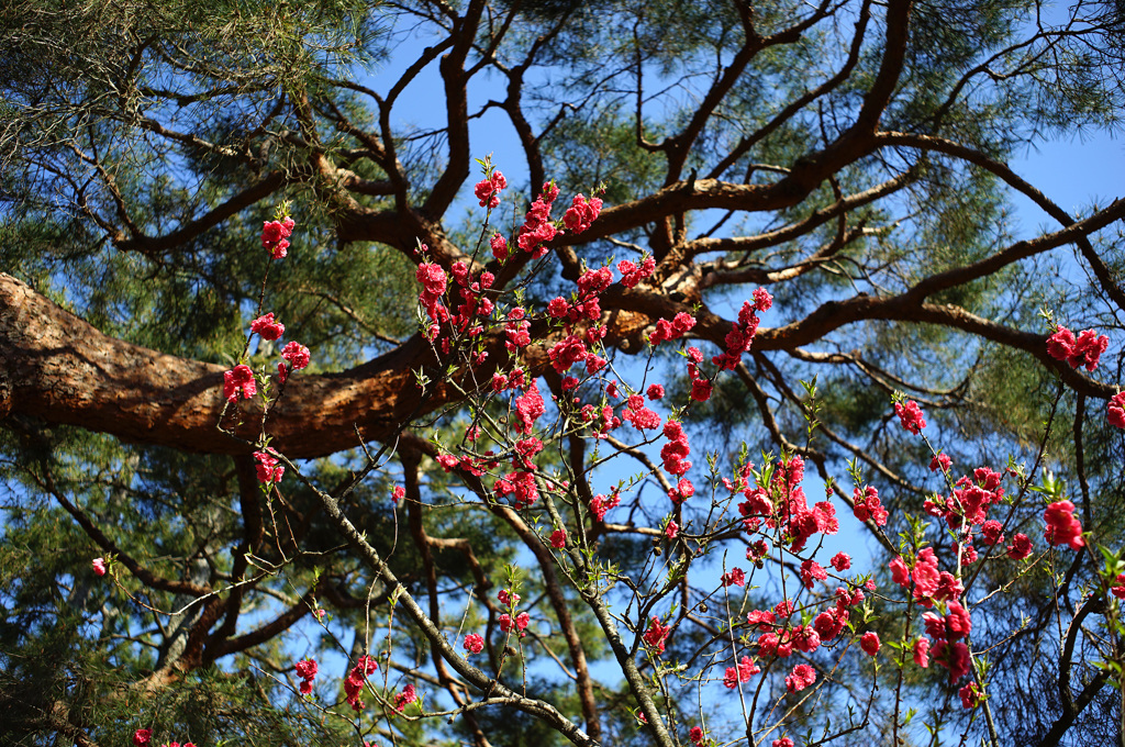 桜・京都御苑(2015) #2