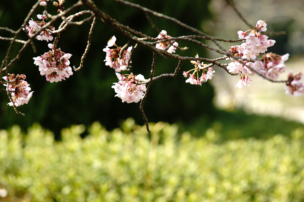 at Kyoto Botanical Garden(2015) #5