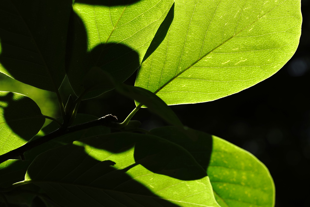 at Kyoto Botanical Garden(2015) #17