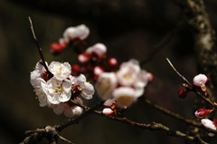 at Kyoto Botanical Garden(2015) #4