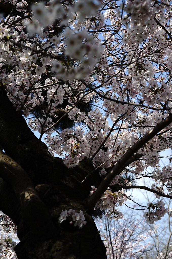 桜(2015) #5