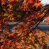 紅葉・京都御苑(2015) #3