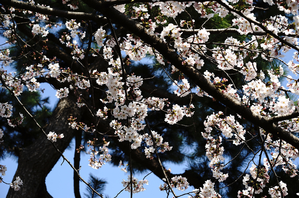 桜(2015) #6