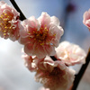 京都御苑にて(2015) #5