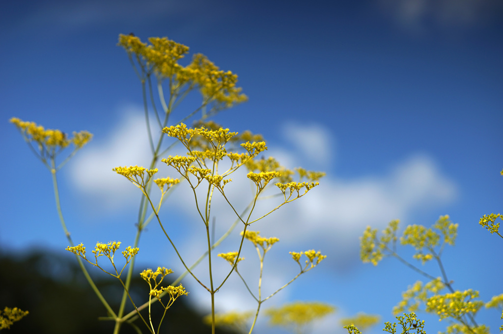 at Kyoto Botanical Garden(2015) #32