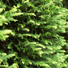at Kyoto Botanical Garden(2015) #28