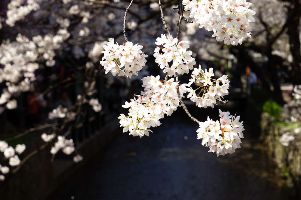 桜・高瀬川(2015) #4