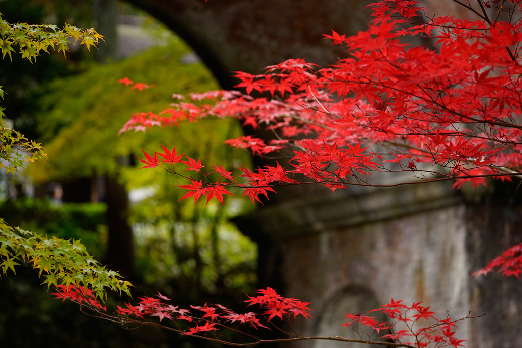 京都(2014) #33