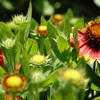 at Kyoto Botanical Garden(2015) #13