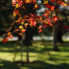 紅葉・京都御苑(2015) #1
