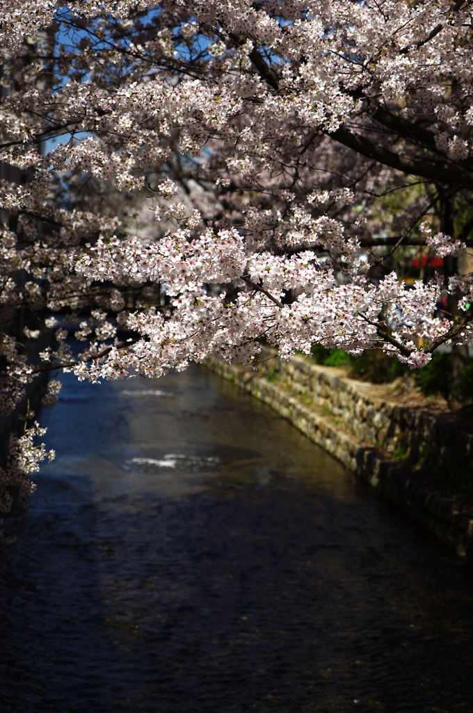 桜・高瀬川(2015) #1