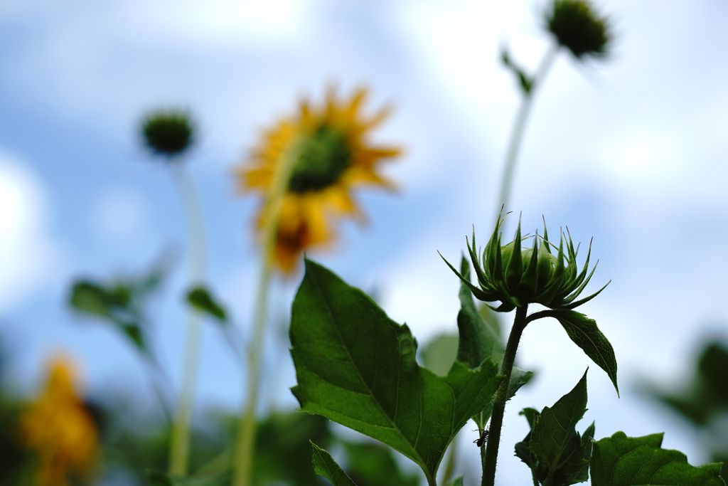 at Kyoto Botanical Garden(2015) #19