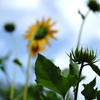 at Kyoto Botanical Garden(2015) #19