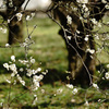 at Kyoto Botanical Garden(2015) #2