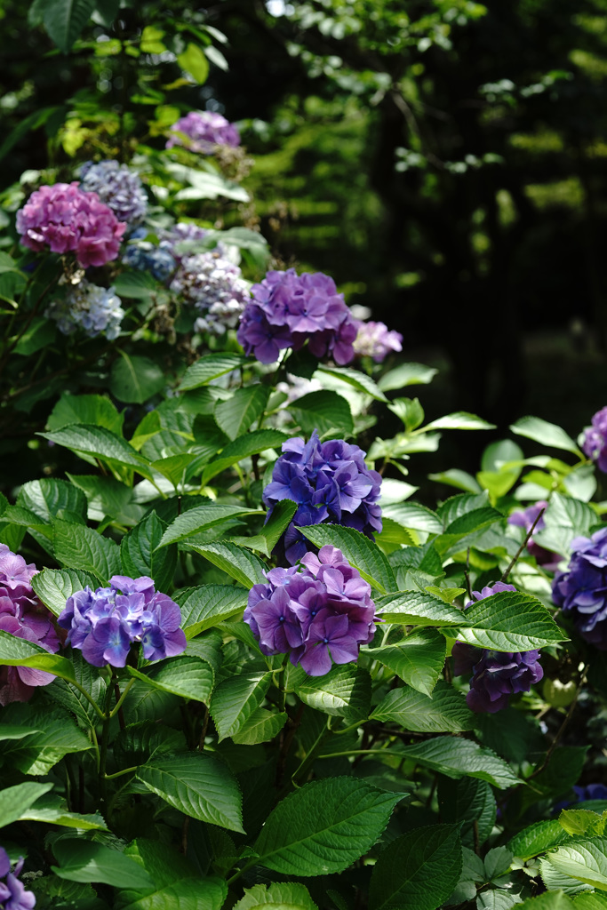 at Kyoto Botanical Garden(2015) #16