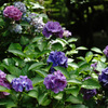 at Kyoto Botanical Garden(2015) #16